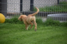 Retriever Golden (reu) 29321