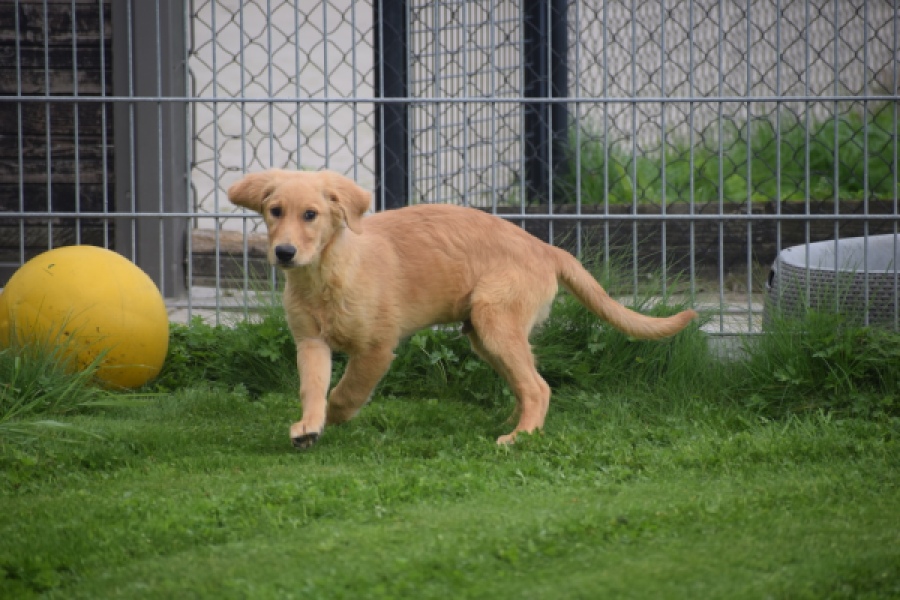 Retriever Golden (reu) 29321