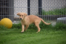 Retriever Golden (reu) 29321