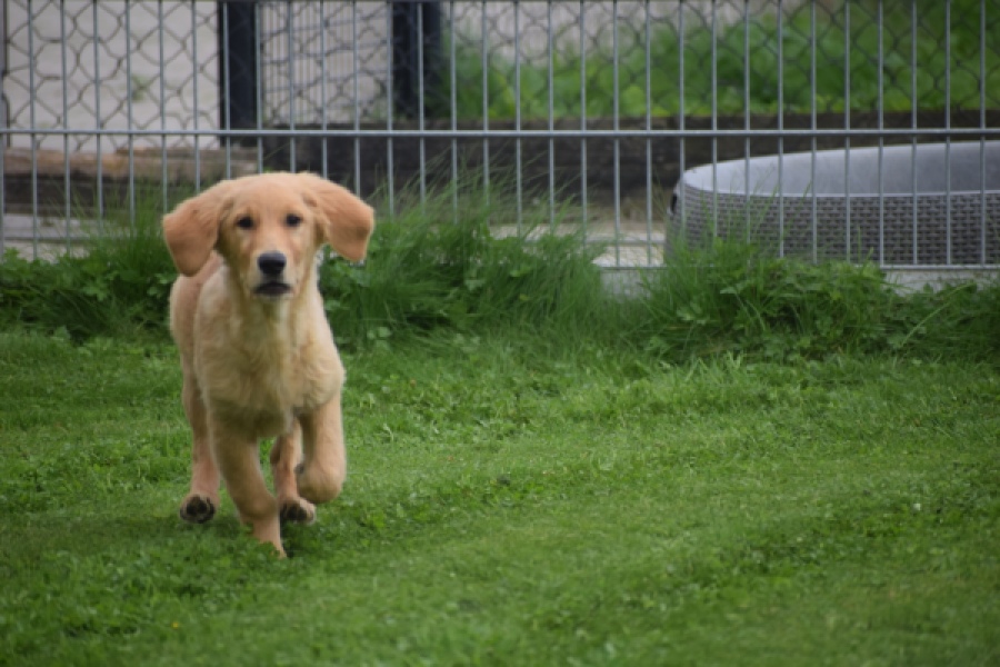 Retriever Golden (reu) 29321