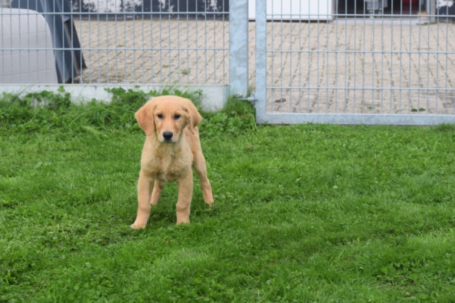 Retriever Golden (reu) 29321