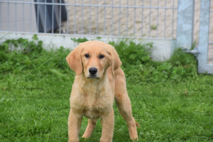 Retriever Golden (reu) 29321