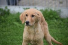 Retriever Golden (reu) 29321