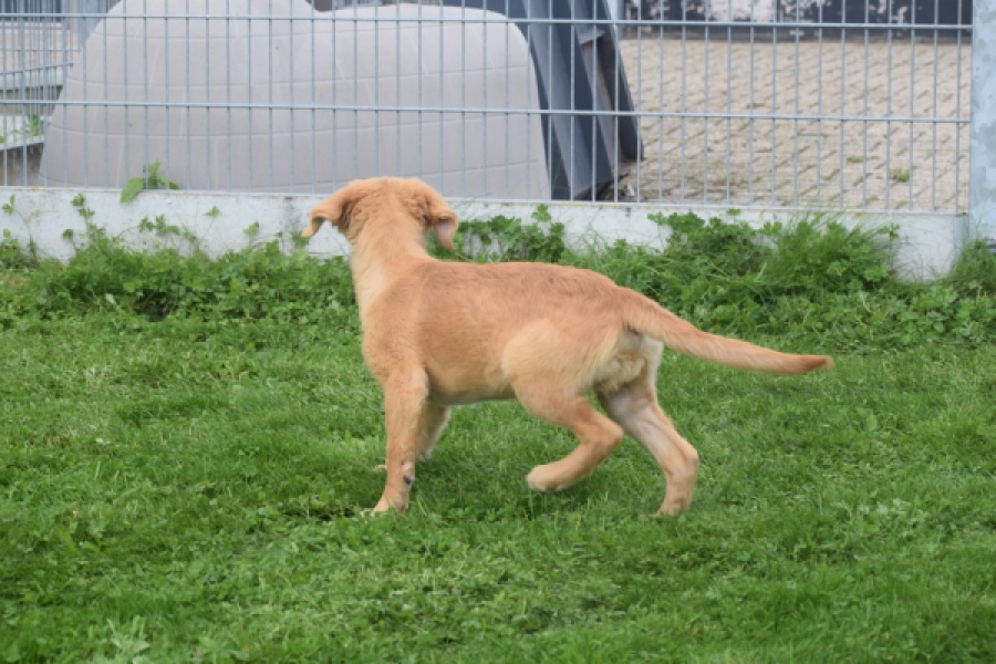 Retriever Golden (reu) 29321
