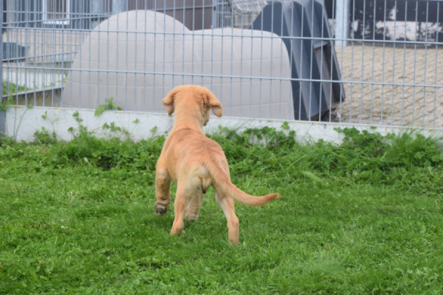 Retriever Golden (reu) 29321