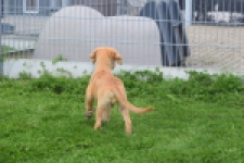 Retriever Golden (reu) 29321