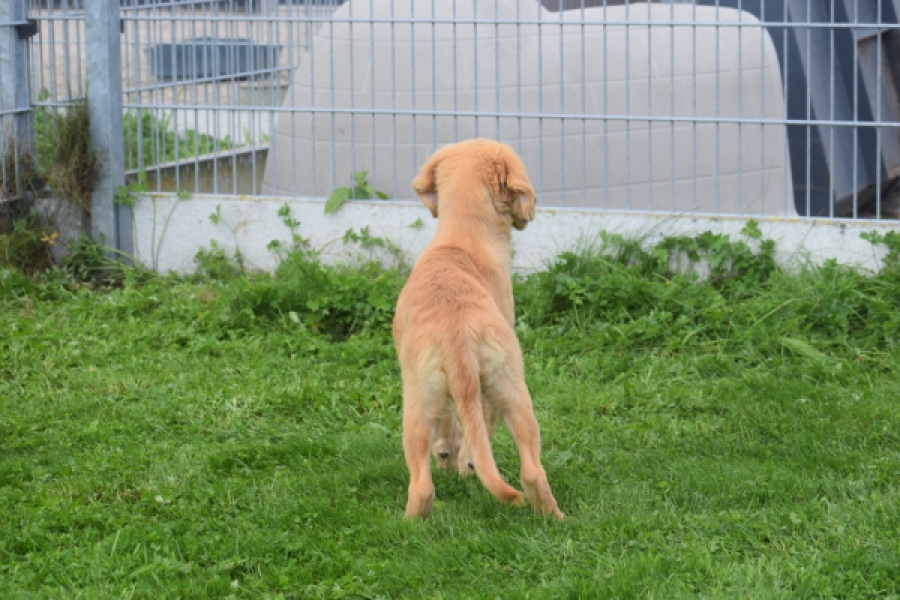 Retriever Golden (reu) 29321