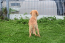 Retriever Golden (reu) 29321