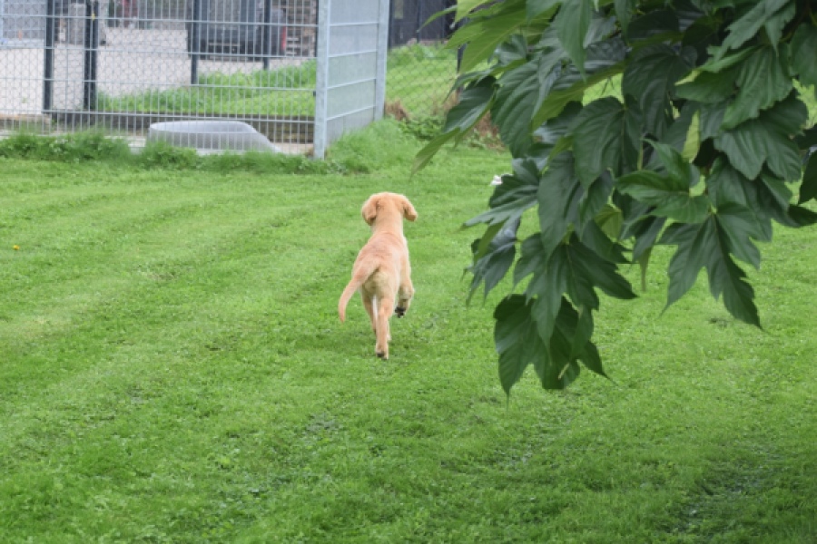 Retriever Golden (reu) 29321