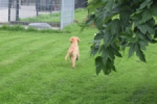 Retriever Golden (reu) 29321