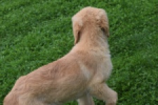 Retriever Golden (teef) 29413