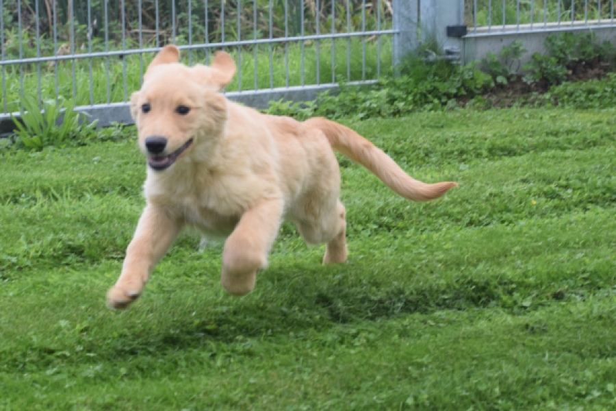 Retriever Golden (teef) 29413