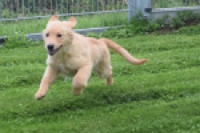 Retriever Golden (teef) 29413