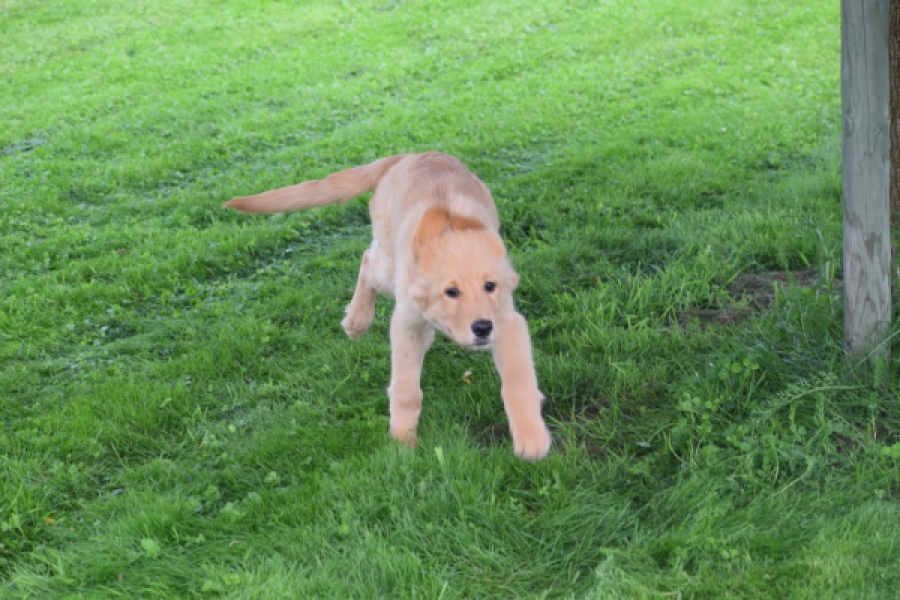 Retriever Golden (teef) 29413
