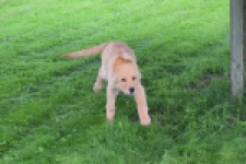 Retriever Golden (teef) 29413