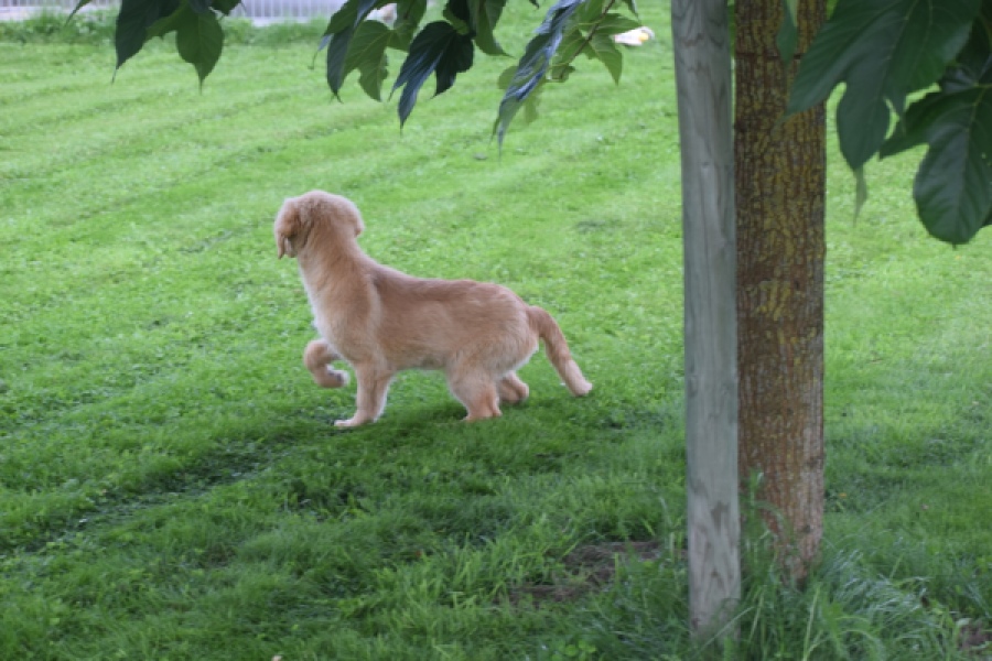 Retriever Golden (teef) 29413