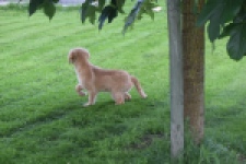 Retriever Golden (teef) 29413