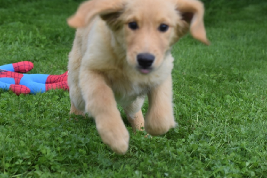 Retriever Golden (teef) 29413