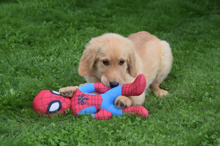 Retriever Golden (teef) 29413