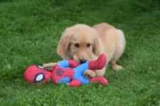 Retriever Golden (teef) 29413