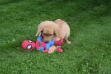 Retriever Golden (teef) 29413