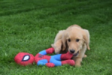 Retriever Golden (teef) 29413