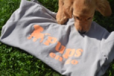 Retriever Golden (teef) 29401