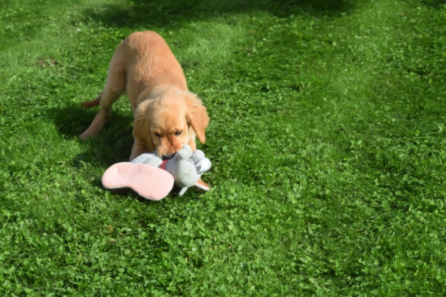 Retriever Golden (teef) 29401