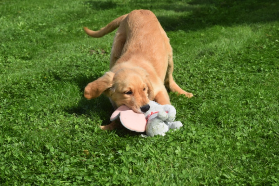 Retriever Golden (teef) 29401