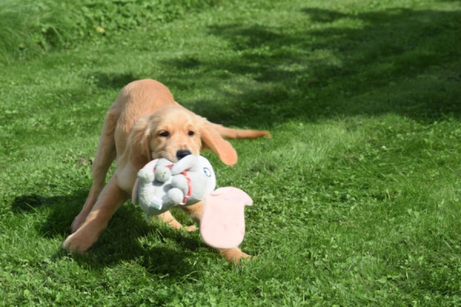 Retriever Golden (teef) 29401