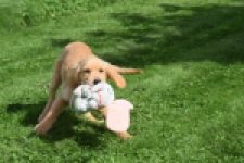 Retriever Golden (teef) 29401
