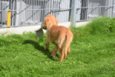 Retriever Golden (teef) 29401
