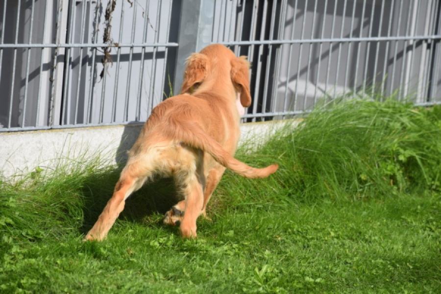Retriever Golden (teef) 29401