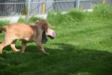 Retriever Golden (teef) 29401