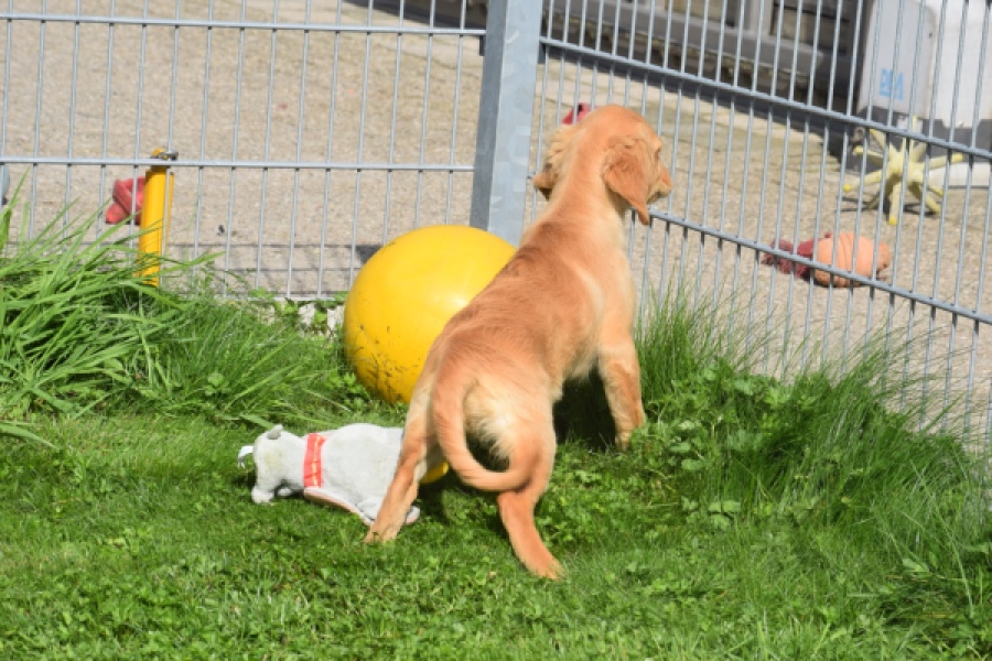Retriever Golden (teef) 29401