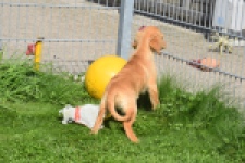 Retriever Golden (teef) 29401