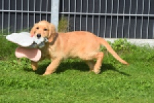 Retriever Golden (teef) 29401