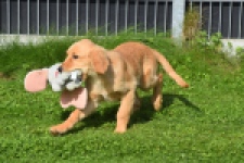 Retriever Golden (teef) 29401