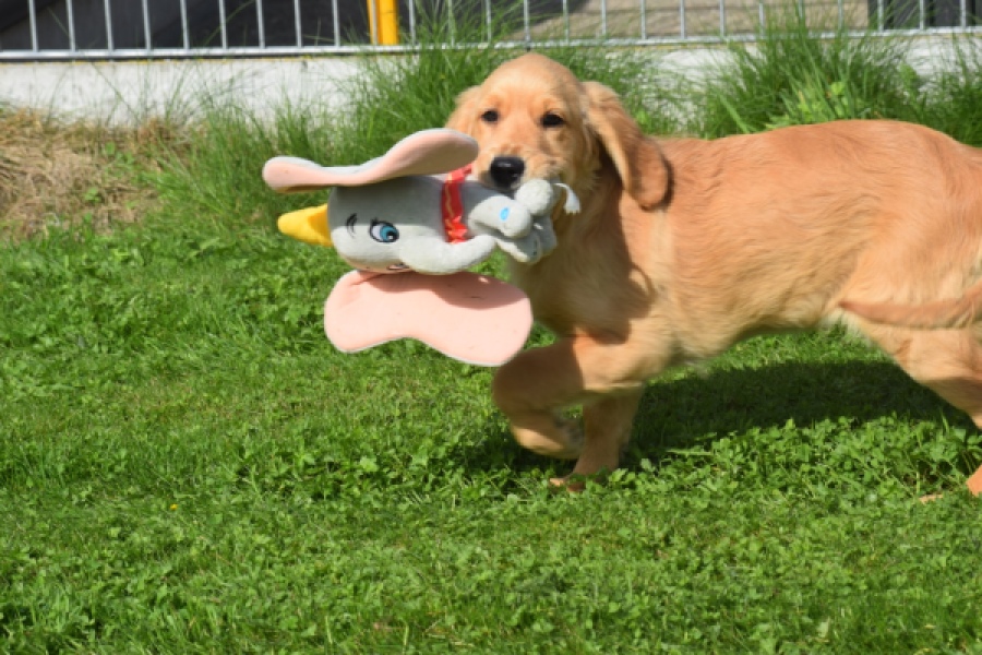 Retriever Golden (teef) 29401