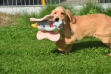 Retriever Golden (teef) 29401