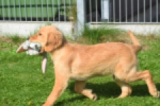 Retriever Golden (teef) 29401