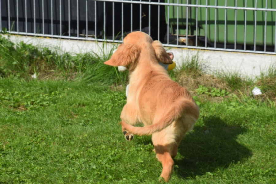 Retriever Golden (teef) 29401