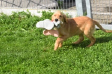 Retriever Golden (teef) 29401