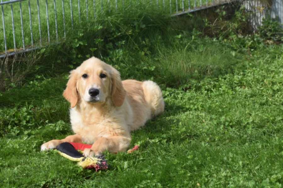 Retriever Golden (teef) 29340