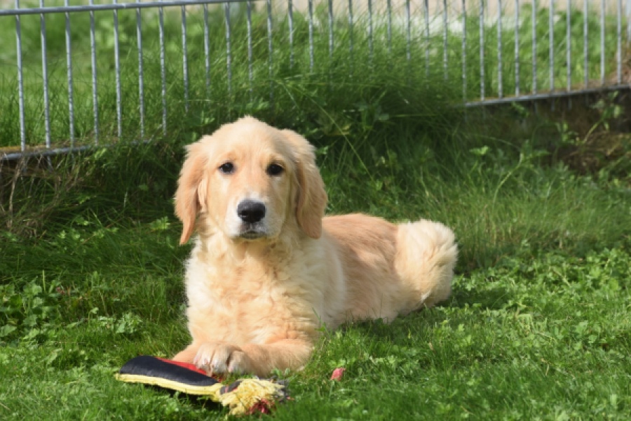 Retriever Golden (teef) 29340