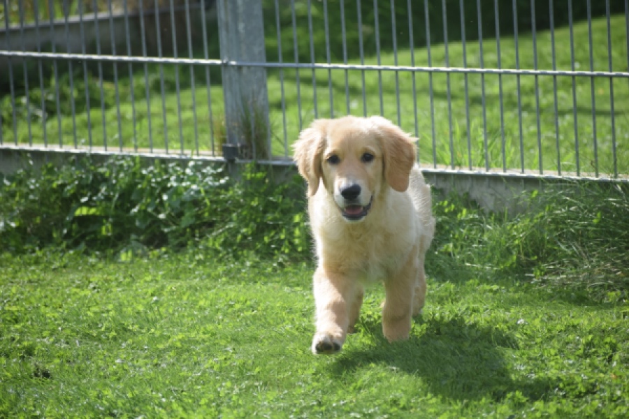 Retriever Golden (teef) 29340