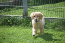 Retriever Golden (teef) 29340