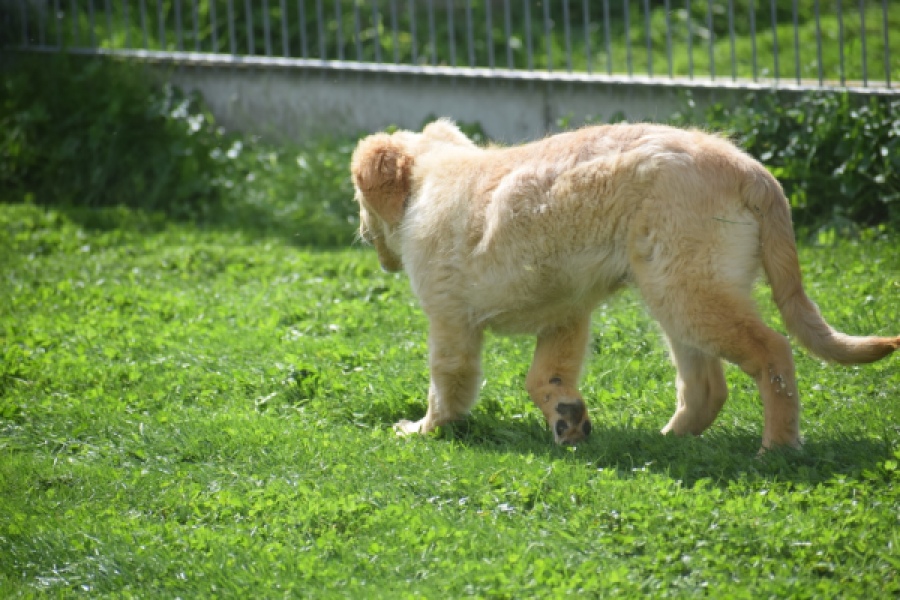 Retriever Golden (teef) 29340