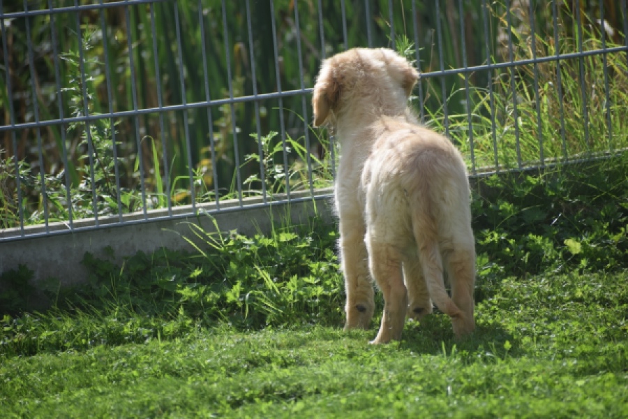 Retriever Golden (teef) 29340