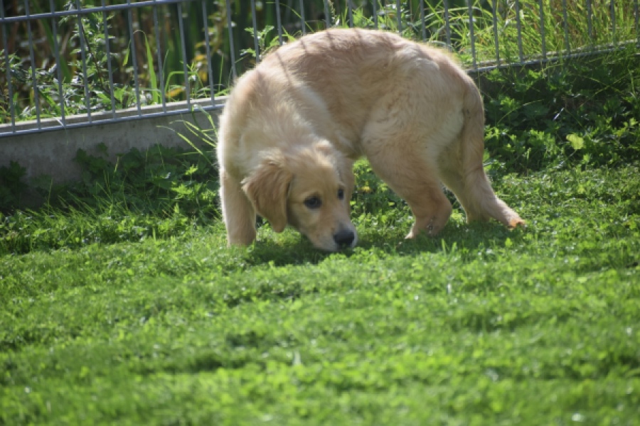 Retriever Golden (teef) 29340